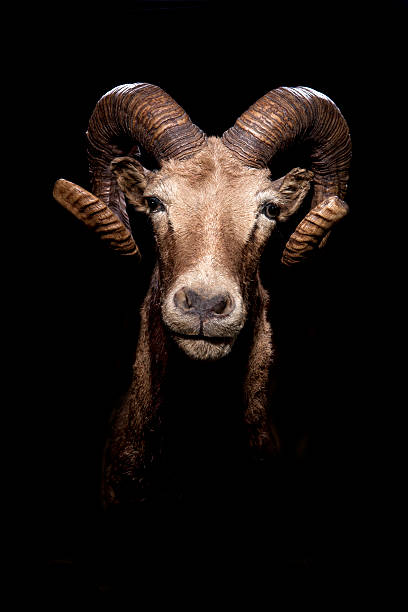 ram tête de chèvre - bighorn sheep ram sheep horned photos et images de collection