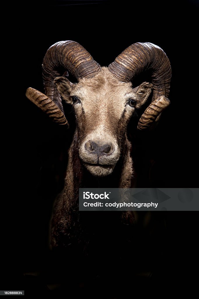 Capra Ram Head - Foto stock royalty-free di Capra - Ungulato