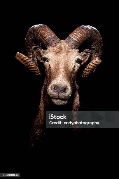 Ram 山羊の頭 - ヤギのストックフォトや画像を多数ご用意 - ヤギ, 雄羊, 黒背景