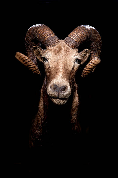 Ram Goat Head A ram head shot with dramatic lighting. ram animal stock pictures, royalty-free photos & images