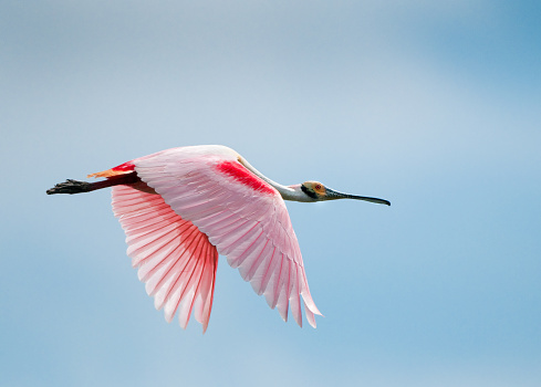 Roseate Spoonbill in Flight, displaying the feather markings