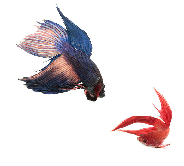 istock Siamese Fighting Fishes 182889064