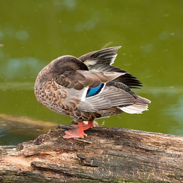 istock Young Drake cleaning its Plumage / Feathers 182889067