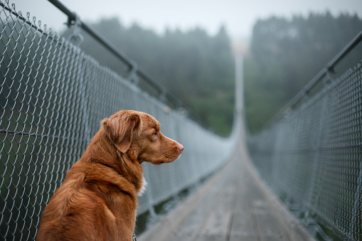 the dog at the bridge. red Nova Scotia duck tolling Retriever In the beautiful and mystical landscapes. Travelling with a pet