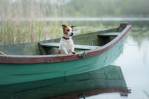 Jack Russell Terrier in a boat on the lake, a dog on the nature, travel