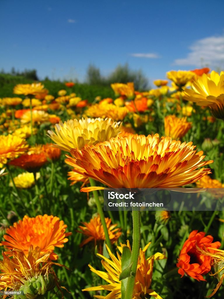 Calendula officinalis Blüten - Lizenzfrei Alternative Medizin Stock-Foto