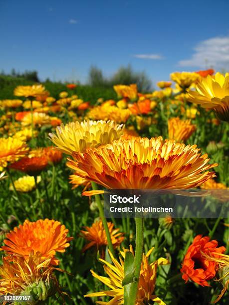 Calendula Officinalis Blüten Stockfoto und mehr Bilder von Alternative Medizin - Alternative Medizin, Aufrechte Studentenblume, Feld