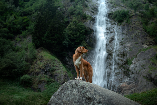 Nova Scotia Duck Tolling Retriever, Toller standing on a stone at the waterfall. dog near the water in nature. Pet Traveling