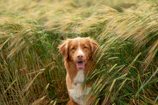 happy dog in a wheat field. Pet on nature. red Nova Scotia Duck Tolling Retriever, Toller