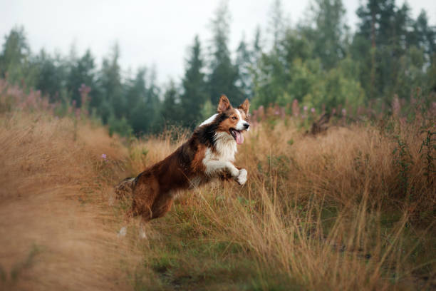 border collie in the field. happy pet for a walk playing. healthy dog border collie in the field outdoors. happy pet for a walk playing. healthy dog cool forest stock pictures, royalty-free photos & images