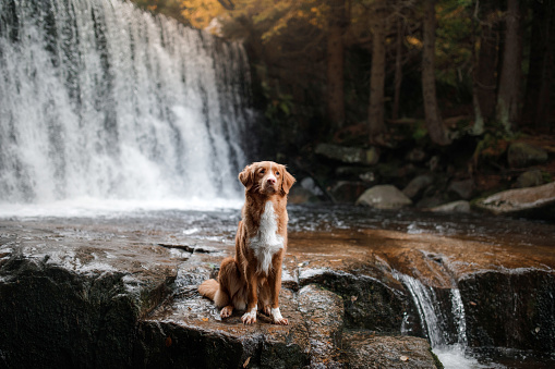 the dog at the waterfall. Pet on nature. Outside the house. Nova Scotia duck tolling Retriever, toller