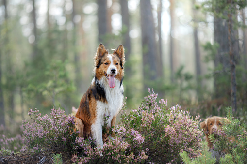 dog in heather colors. Nova Scotia Duck Tolling Retriever in the forest in nature. Life with a pet