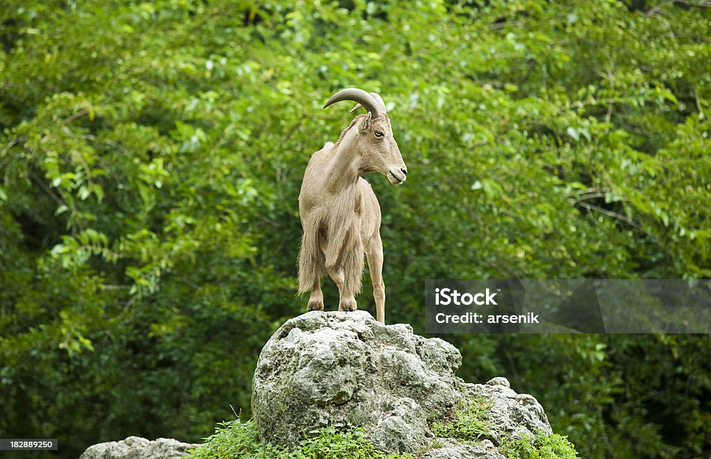Mountain goat Mountain goat standing on top of a rock. Animal Stock Photo