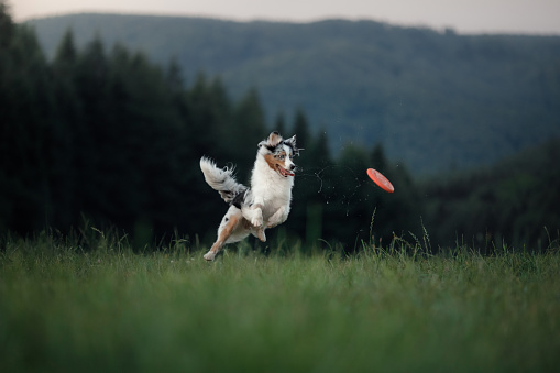 the dog is playing with the disc in the field. Sport with Pet. Australian Shepherd in nature