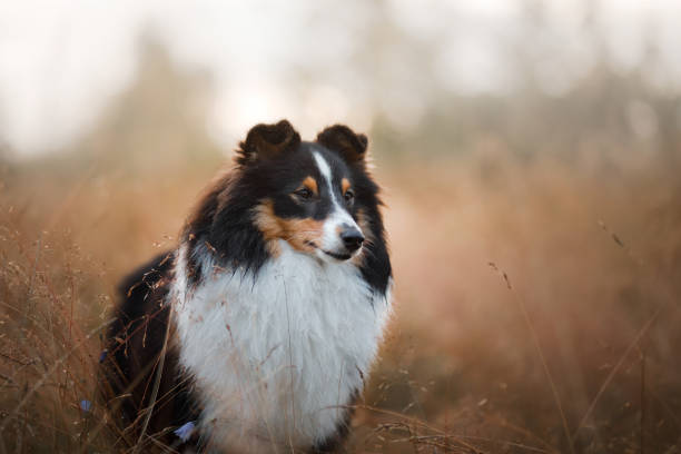 istock Sheltie dog in the field 1828892678
