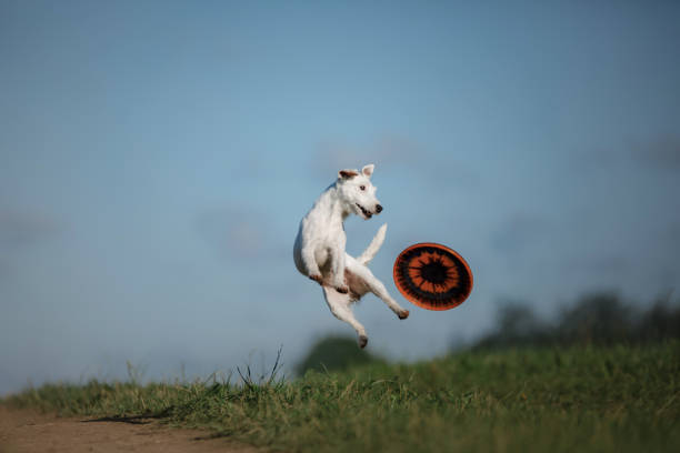 istock Dog Jack Russell Terrier plays 1828892680