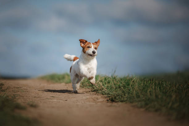 istock Dog Jack Russell Terrier plays 1828892687
