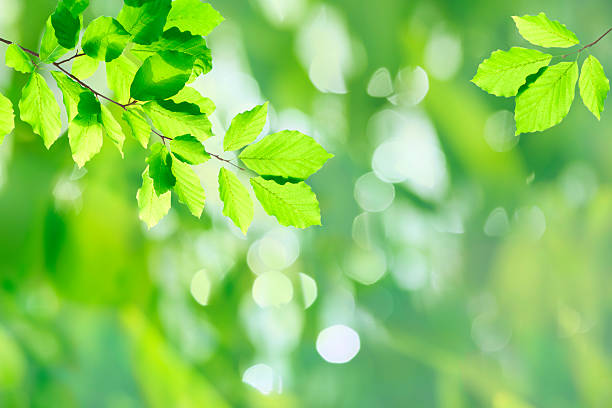 istock Fresh leaves XXXL 182889274