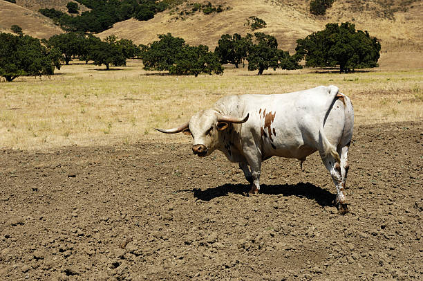 белый техасский длиннорогий бык с коричневыми пятнами - bull texas longhorn cattle horned white стоковые фото и изображения