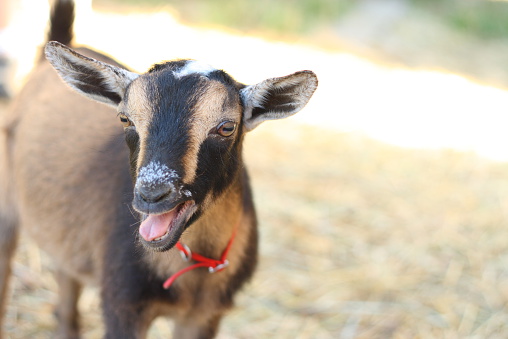 Black And Tan Goat Wearing Red Collar Bleats Stock Photo - Download Image Now - Laughing, Goat, Animal - iStock Black And Tan Goat Wearing Red Collar Bleats Stock Photo - Download Image Now - Laughing, Goat, Animal - iStock