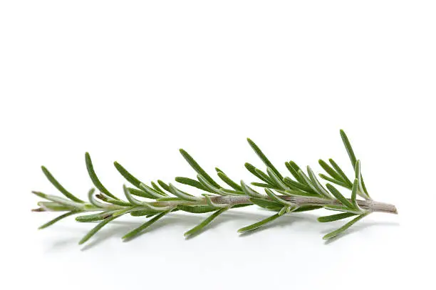 Isolated sprig of fresh Rosemary.See more