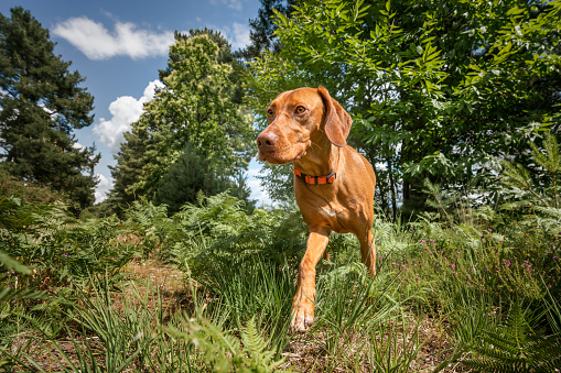 Sprizsla dog - light fawn colour Vizsla Springer Spaniel cross - closeup exploring the forest in Ascot Windsor Great Park and looking to the left forward