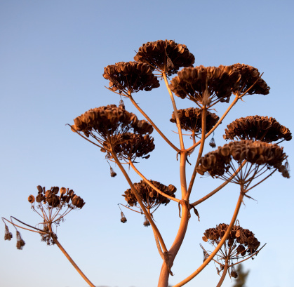 bushes close-up at sunset photo