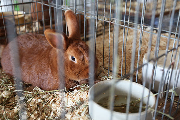 Brown rabbit in cage at county fair. stock photo
