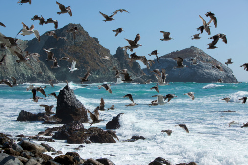 A flock of seagulls scatters over the California coast. Check out the rest of my