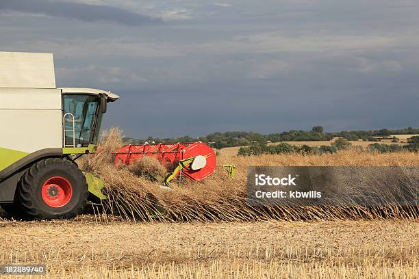 Mietitrebbia Ingredienti Raccolto Di Ripened Canolacolza - Fotografie stock e altre immagini di Agricoltura