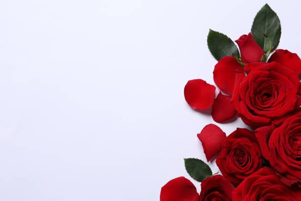 istock Beautiful red roses and petals on white background, flat lay. Space for text 1828897823
