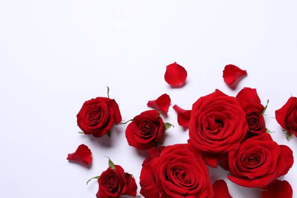 istock Beautiful red roses and petals on white background, flat lay. Space for text 1828898001