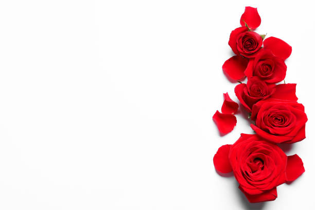 istock Beautiful red roses and petals on white background, flat lay. Space for text 1828898006