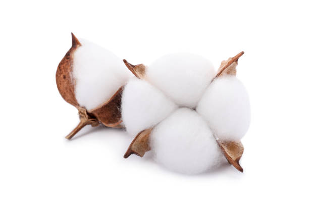istock Beautiful fluffy cotton flowers isolated on white 1828898536