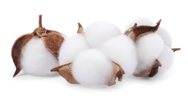 istock Beautiful fluffy cotton flowers isolated on white 1828898542