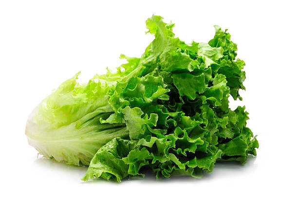 grüner salat - letuce stock-fotos und bilder