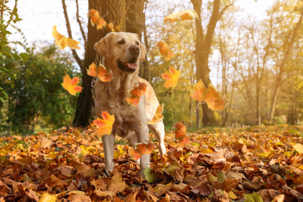 istock Cute Labrador Retriever dog under falling leaves in park, space for text. Autumn walk 1828899087