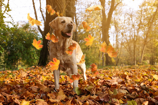Cute Labrador Retriever dog under falling leaves in park, space for text. Autumn walk