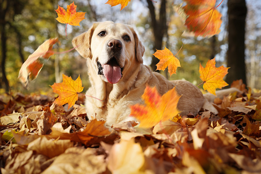 Cute Labrador Retriever dog under falling leaves in park. Autumn walk