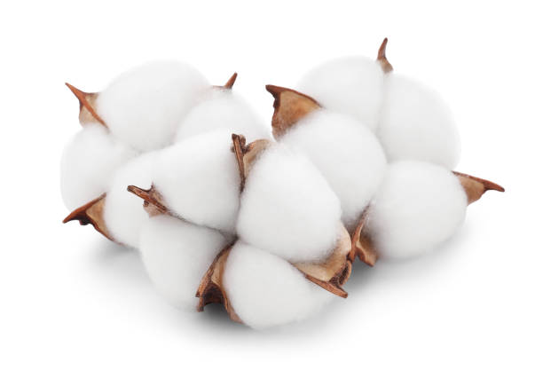 istock Beautiful fluffy cotton flowers isolated on white 1828900743