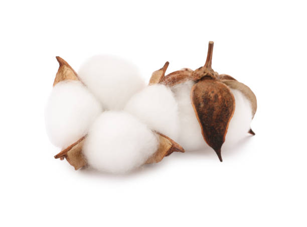 istock Beautiful fluffy cotton flowers isolated on white 1828900751