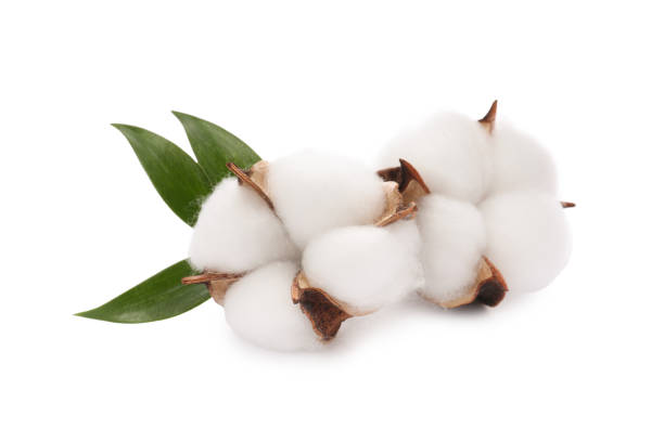 istock Beautiful fluffy cotton flowers isolated on white 1828900757