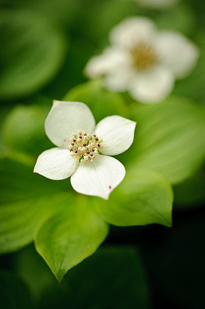istock Dogwood Blossom 182890111