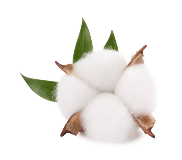 istock Beautiful fluffy cotton flower isolated on white 1828901291