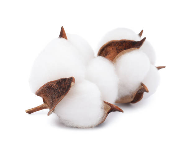 istock Beautiful fluffy cotton flowers isolated on white 1828901293