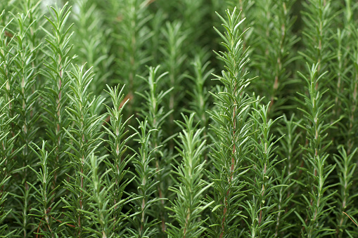 Fresh grown Rosemary.