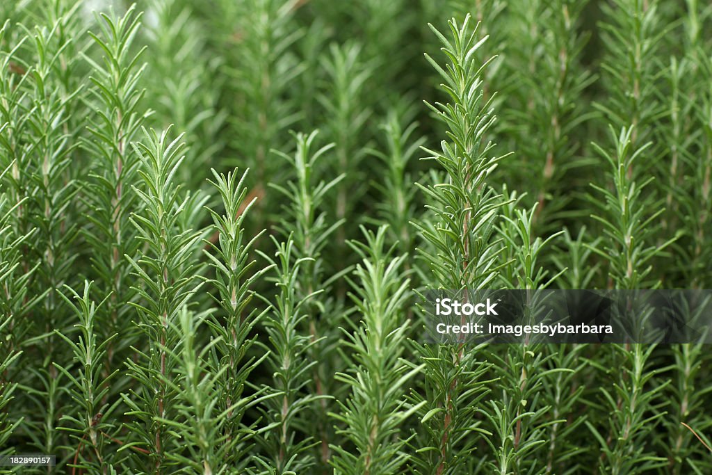 Close up of sprigs of fresh rosemary Fresh grown Rosemary. Rosemary Stock Photo