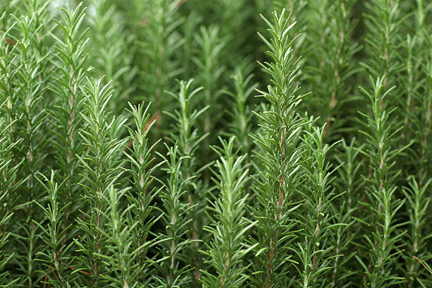 Close up of sprigs of fresh rosemary stock photo