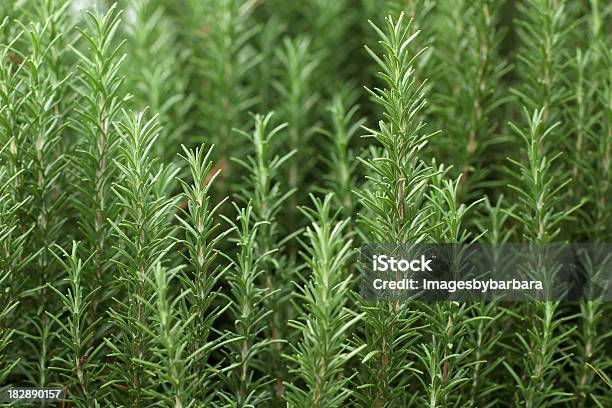 Close Up Of Sprigs Of Fresh Rosemary Stock Photo - Download Image Now - Rosemary, Thyme, Plant