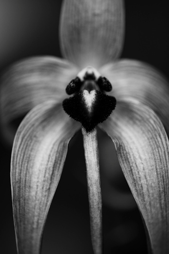 Black and white macro photo of an orchid plant with shallow depth of field.